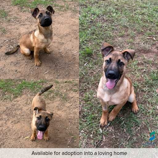 Photo of dog with ID of : D260269.