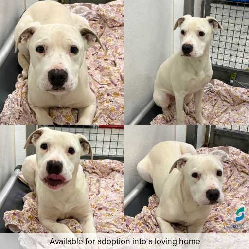 Photo of dog with ID of : D260348.
