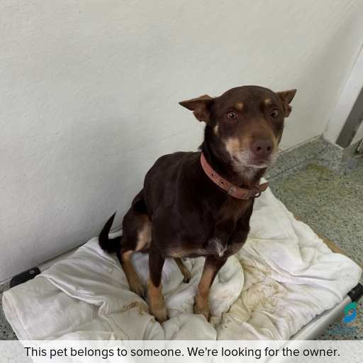 Photo of dog with ID of : D260552.
