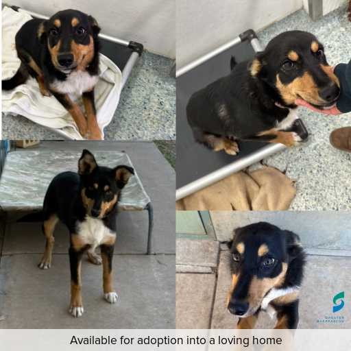 Photo of dog with ID of : D250461.