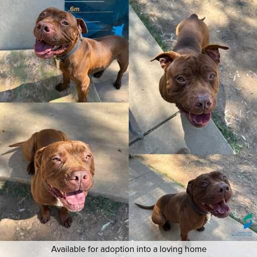 Photo of dog with ID of : D250479.