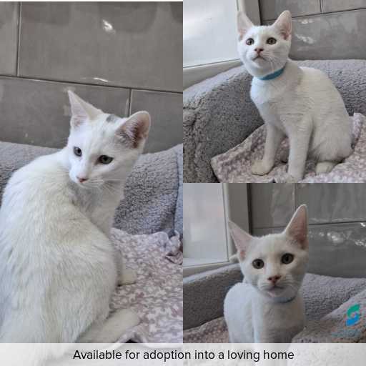 ID: C241353 Photo of this cat.