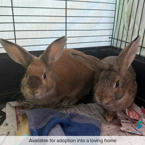 ID: L842 and L843 Photo of this other.