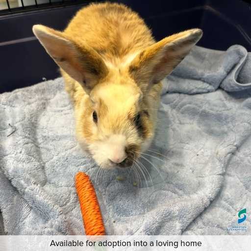 Photo of other with ID of : L890.