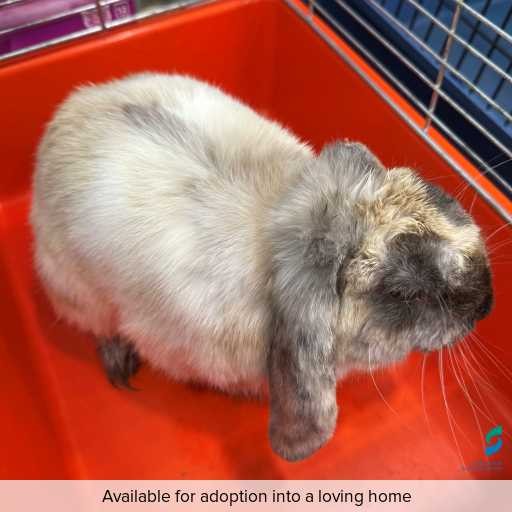 Photo of other with ID of : L896.