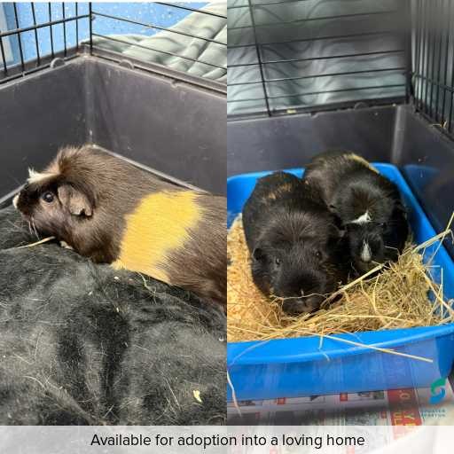 Photo of other with ID of : L902.