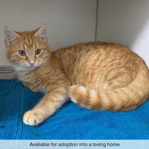 ID: C250448 Photo of this cat.