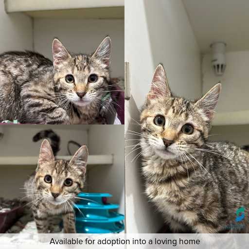 Photo of cat with ID of : C251316.