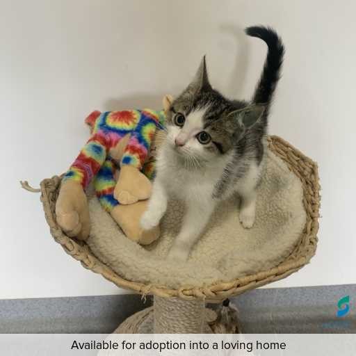 Photo of cat with ID of : C260238.