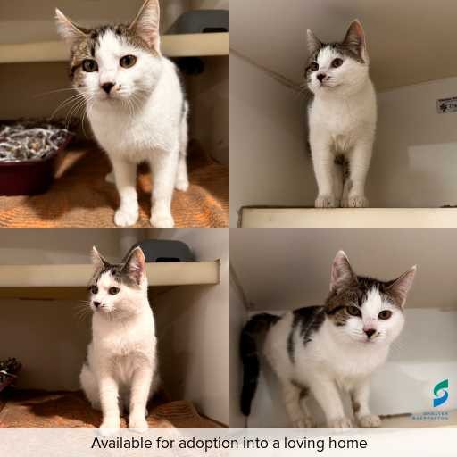 Photo of cat with ID of : C260174.