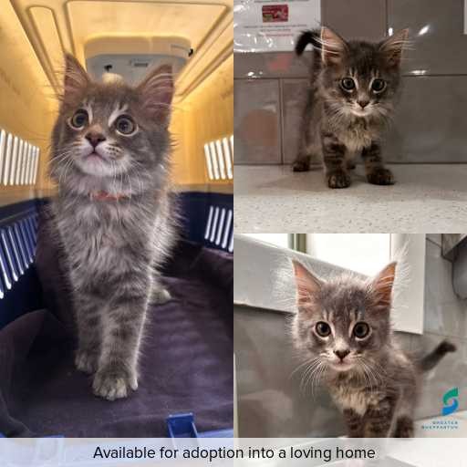 Photo of cat with ID of : C251053.