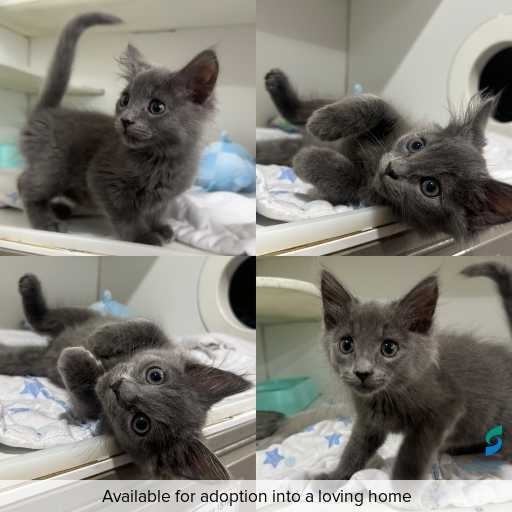 Photo of cat with ID of : C251054.