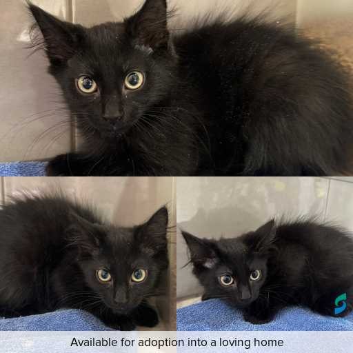 Photo of cat with ID of : C251262.