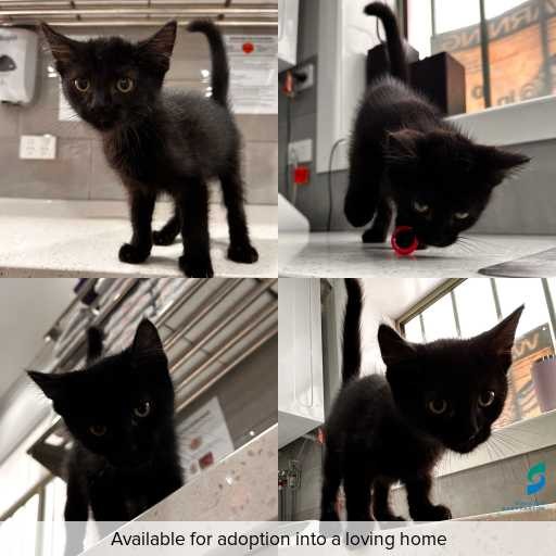 Photo of cat with ID of : C251278.