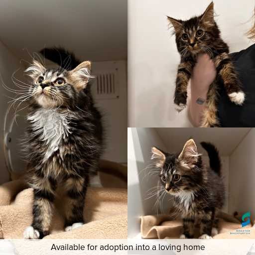 Photo of cat with ID of : C251283.