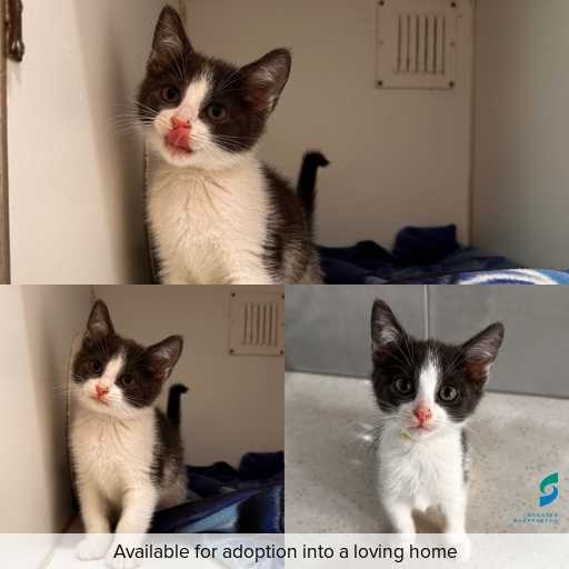 Photo of cat with ID of : C251290.