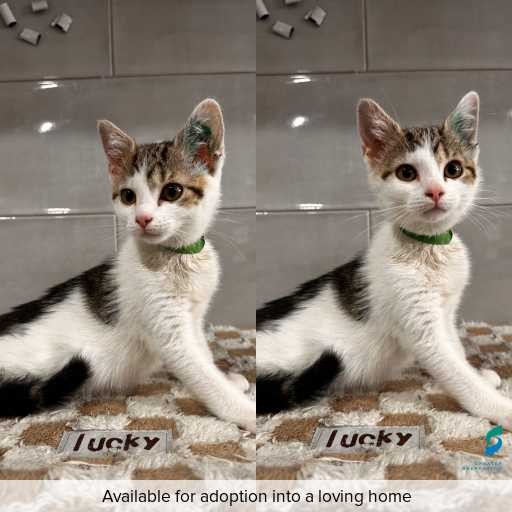 Photo of cat with ID of : C251293.