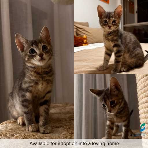 Photo of cat with ID of : C251305.