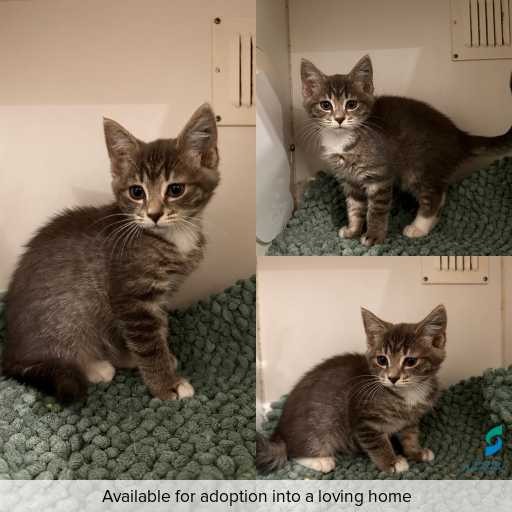 Photo of cat with ID of : C251319.