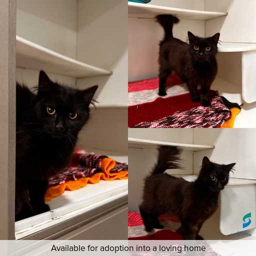 Photo of cat with ID of : C251330.