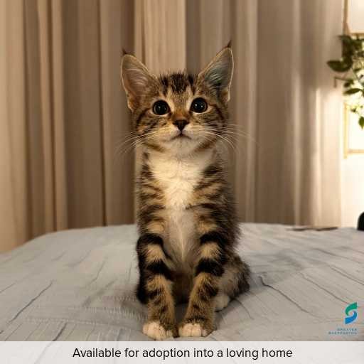 Photo of cat with ID of : C251336.