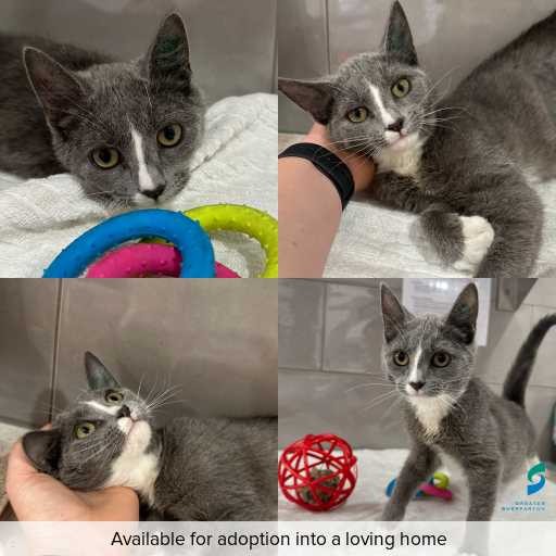 Photo of cat with ID of : C251353.