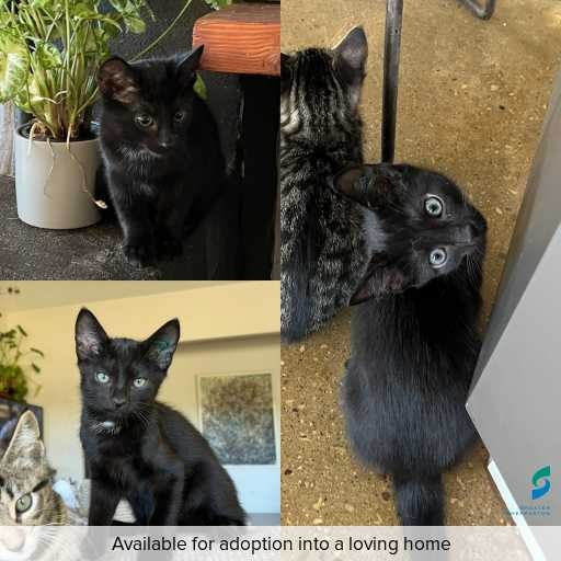 Photo of cat with ID of : C260023.