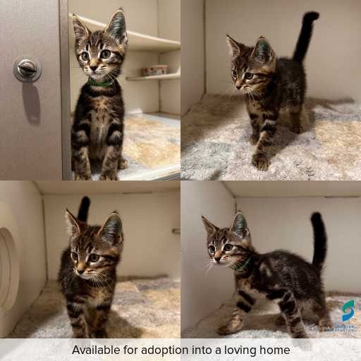 Photo of cat with ID of : C260029.