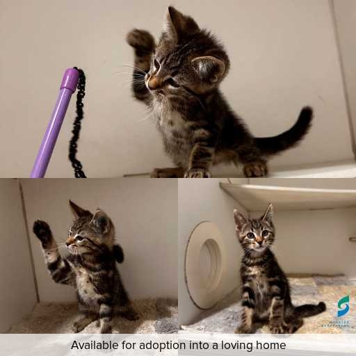 Photo of cat with ID of : C260030.