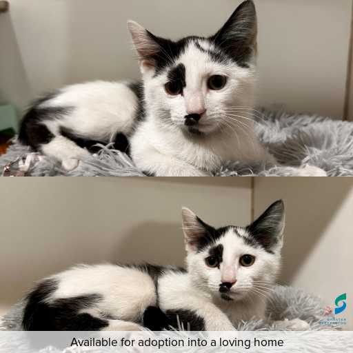 Photo of cat with ID of : C260032.