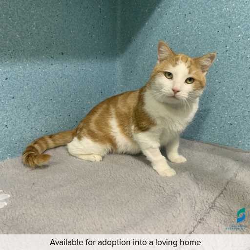 Photo of cat with ID of : C260359.
