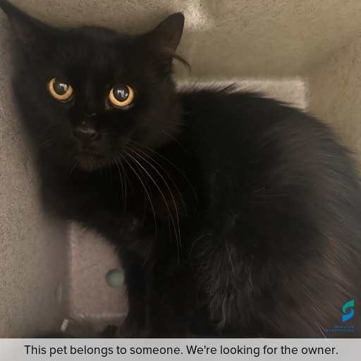 Photo of cat with ID of : C260036.