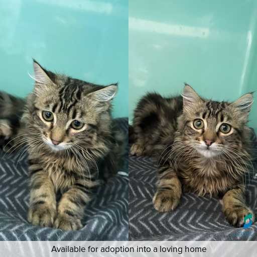 Photo of cat with ID of : C260041.