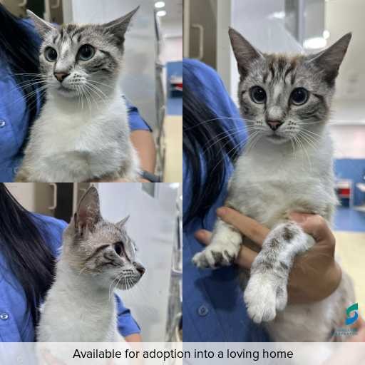 Photo of cat with ID of : C260053.