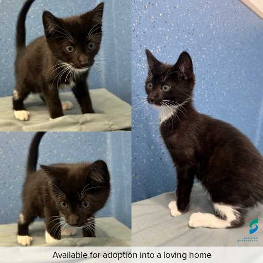 Photo of cat with ID of : C260054.