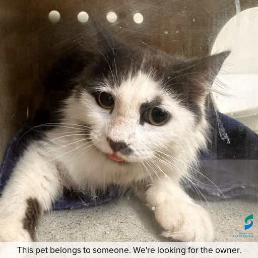 Photo of cat with ID of : C260057.