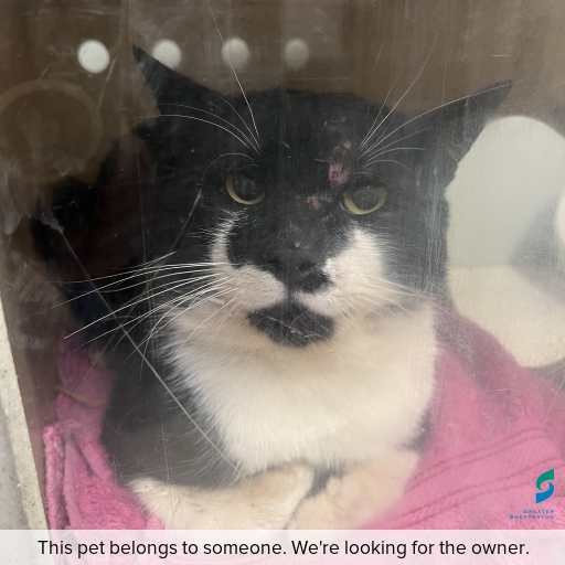 Photo of cat with ID of : C260060.