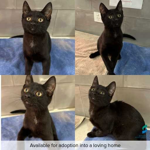 Photo of cat with ID of : C260062.