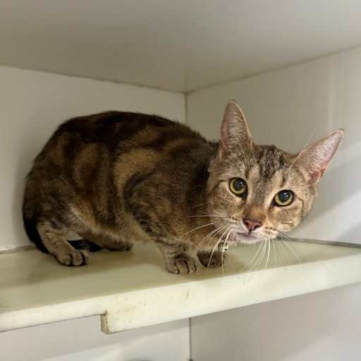 Photo of cat with ID of : C260065.