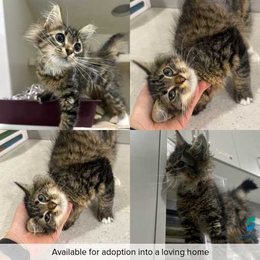 Photo of cat with ID of : C260066.