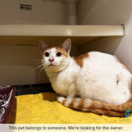 Photo of cat with ID of : C260069.