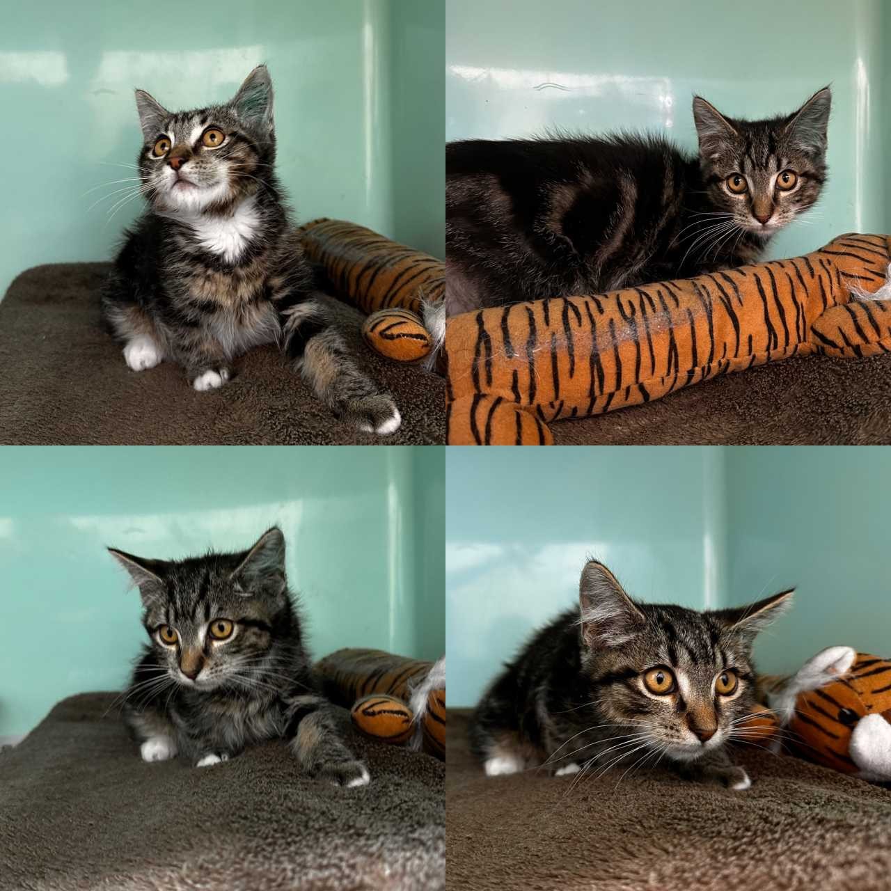 C260070PurrinceHarry