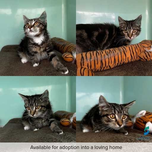 Photo of cat with ID of : C260070.