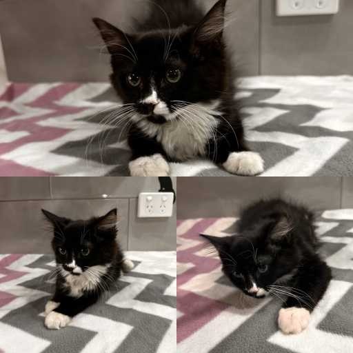 Photo of cat with ID of : C260077.