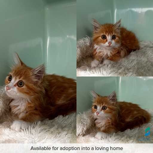 Photo of cat with ID of : C260079.