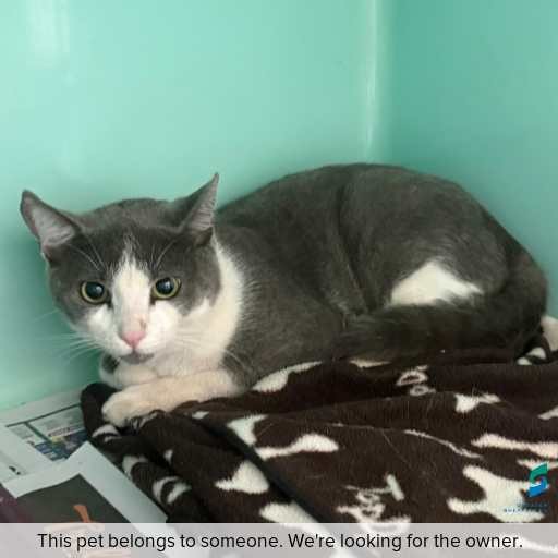 Photo of cat with ID of : C260093.