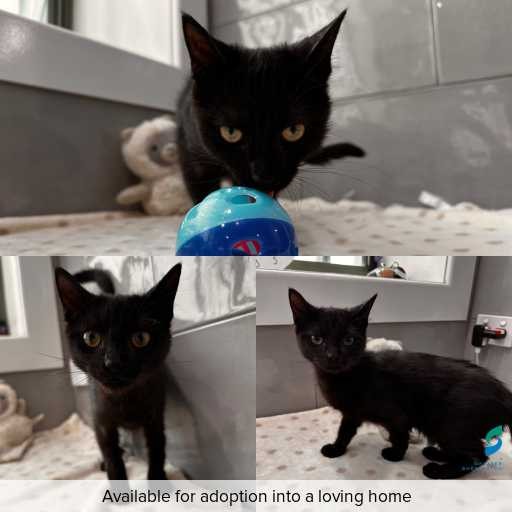 Photo of cat with ID of : C260102.