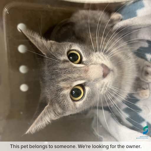 Photo of cat with ID of : C260106.