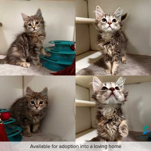 Photo of cat with ID of : C260114.