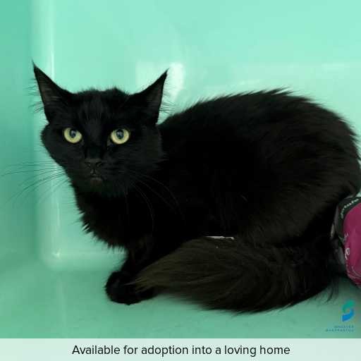 Photo of cat with ID of : C260119.